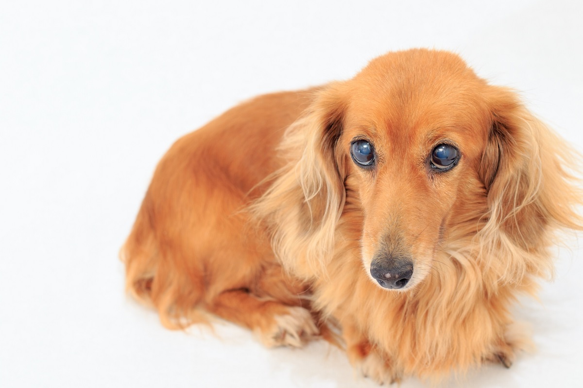 犬を飼う前に必見 人気の犬種ランキング10選 小型 大型犬まで わんこの暮らし