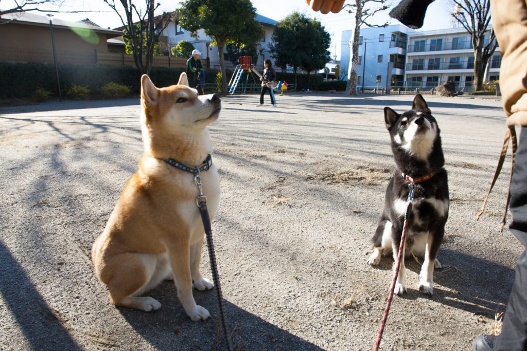 柴犬の室内での飼い方 屋内飼いのしつけと抜け毛対策まで わんこの暮らし