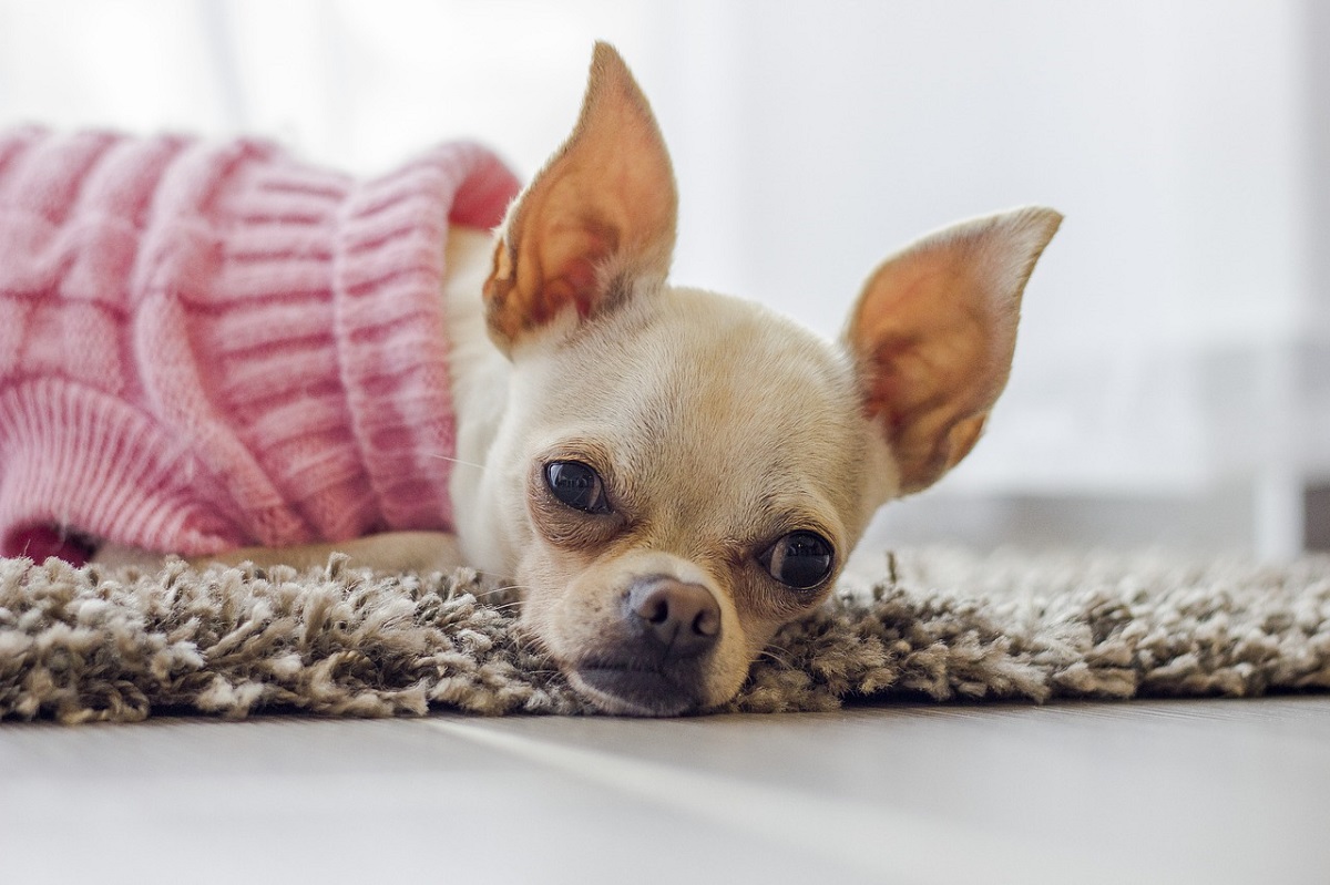 理想的な犬の留守番環境 子犬でも留守番ができるようになる方法 わんこの暮らし