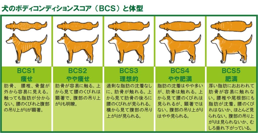 犬のボディコンディションスコア （ＢＣＳ） と体型